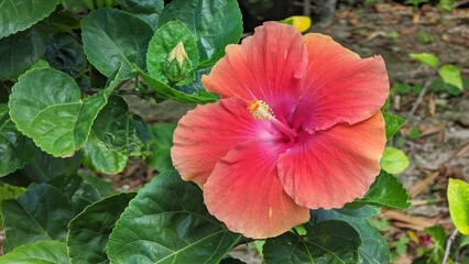 Closeup of a red Chinese hibiscus flower (Hibiscus rosa-sinensis) in a garden
