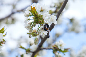 Bumblebee on white flower of sweet cherry tree. Collecting pollen and nectar to make sweet honey..