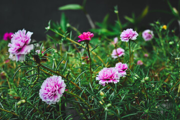 Rose purslane or rose moss in the garden. Portulaca grandiflora