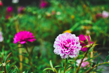 Fototapeta premium Rose purslane or rose moss in the garden. Portulaca grandiflora