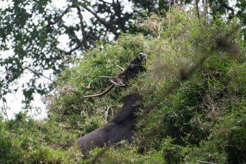 Scenic shot of a wild deer grazing from a bush in a forest