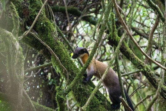 Closeup shot of a yellow-throated marten climbing a moss-covered tree in the jungle