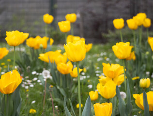 Obraz premium A vibrant yellow color tulip flower blooming in a garden with green grass and nature in background