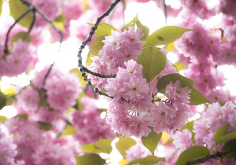 A blooming spring pink cherry blossom on its branches with its blurry shrubs and petals in background. 