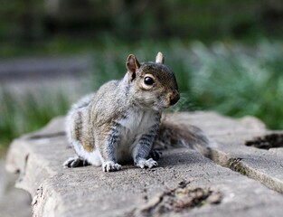 Naklejka na ściany i meble Closeup of a cute squirrel on a rock