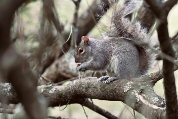Cute squirrel on a branch of a tree