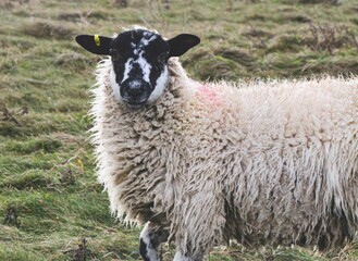 Closeup shot of a sheep in the field
