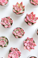 Top View of Pink Succulent Plants in Concrete Pots