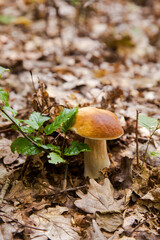 Single Boletus mushroom in the wild. Porcini mushroom grows on the forest floor at autumn season..