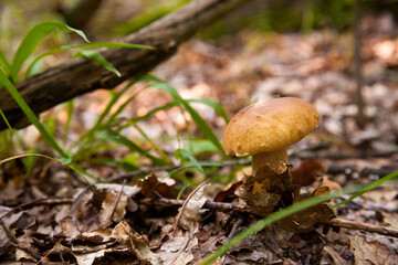 Boletus mushroom in the wild. Porcini mushroom grows on the forest floor at autumn season..