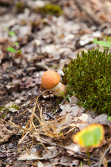 Single red boletus mushroom in the wild. Red boletus mushroom grows on the forest floor at autumn season..