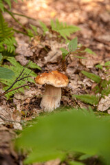 Boletus mushroom in the wild. Porcini mushroom grows on the forest floor at autumn season..