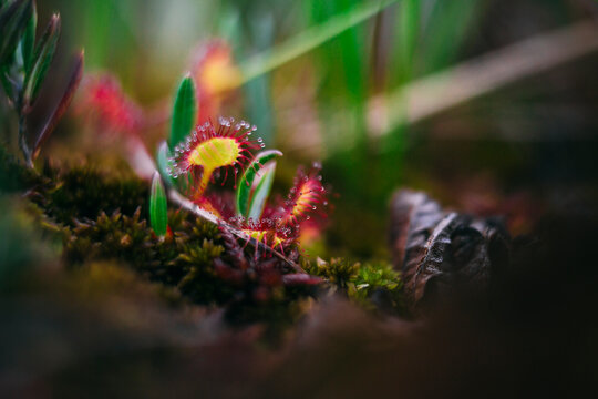 Beautiful view of carnivorous plant in park