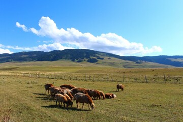 Group of sheep grazing in the open countryside with mountains in the background