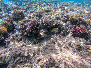 Blackspotted rubberlip fish or plectorhinchus gaterinus at coral reef..