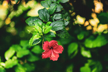 Pink Hibiscus Rosa-Sinensis: Beautiful Flowering Plant. Wild yellow flower in dark forest,low key.Close-up of red hibiscus,White hibiscus flower against blue sky - Cirali,