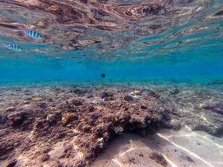 Rhinecanthus assasi fish or Picasso trigger fish on his coral reef in the Red Sea, Egypt.