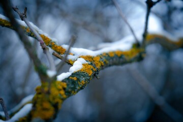 Close up of a tree branch covered in lichen and snow on a winter morning