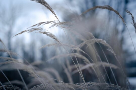 Close up of beautiful needlegrass during windy weather on a blurred background