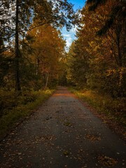 a narrow road lined with trees and leaves in autumn with the sky in the background
