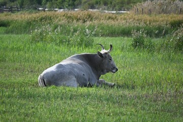 Closeup view of a Hungarian Grey sitting on a green field