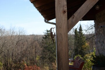 Metal bird on a wooden pole of the house.