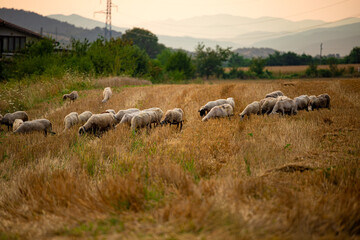 View of field in autumn and group of white sheep close up eating the dry yellow grass in a small village field in Bulgaria.