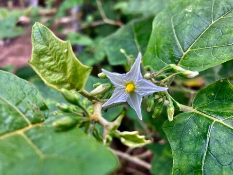 Closeup of Solanum torvum, a pea eggplant flower.