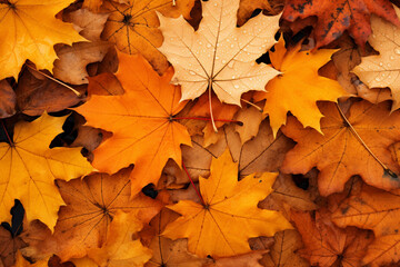Naklejka na ściany i meble many leaves laying on the ground all around them that are shiny