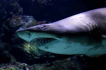 Fototapeta premium Closeup shot of a scary shark with big teeth underwater with rocks in the background