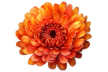 Top view of single orange flower isolated on transparent background. Generative AI