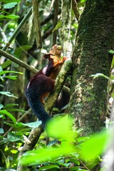 Vertical shot of an Indian giant squirrel (Ratufa indica) climbing a tree on a sunny day