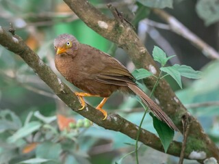 Closeup of an orange-billed babbler perched on a tree branch
