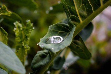Beautiful closeup of water drops on the green leaf