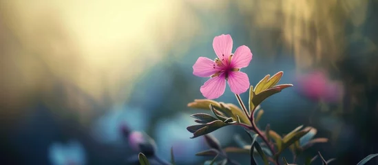 Fotobehang One Pink Flower. © Sona