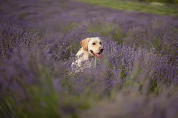 Foto op Plexiglas Labrador dor sitting in a lavender field. © Lrincz