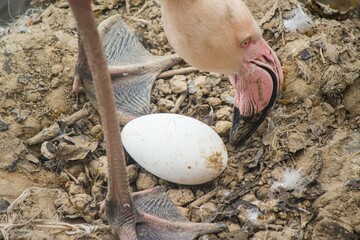 Closeup of an adorable pink flamingo standing on the ground with its dirty egg
