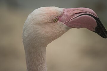 Portrait of an adorable pink flamingo