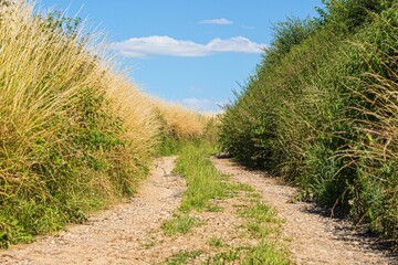Beautiful view of a road in a field with bushes on a sunny day