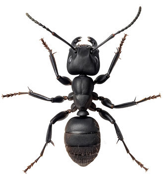 Top down view of a black ant isolated on a white background