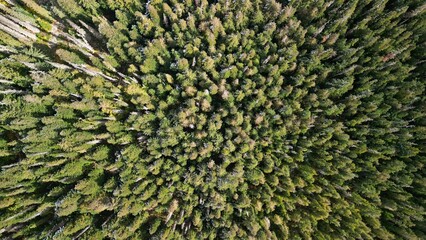 Aerial view of high dense trees in Pemberton Valley, Canada