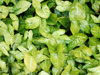 Top view of large leaves of Syngonium, cool for background