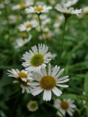 Vertical closeup of common daisies (Bellis perennis) in a garden against blurred background © Wirestock