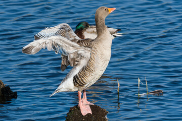 Graugans bei einer Rast in der Morgensonne   © Karin Jähne