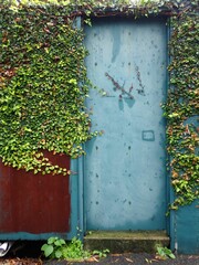 Vertical shot of a rural metallic blue door with lush leaves of a plant surrounding its frame