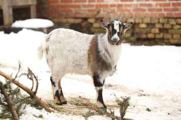 Adorable goat in winter