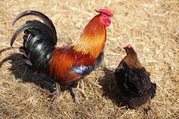 Rooster and chicken on dry hay. Portrait of animal farm background. Countryside landscape. Chicken farm. Brown orange color feathers. Chicken walking freely. Closeup bird.