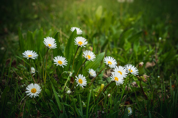 Closeup of daisies growing in a meadow in spring © Wirestock