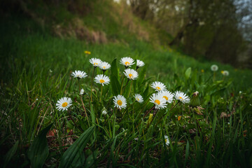 Closeup of daisies growing in a meadow in spring