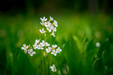 Closeup shot of small white flowers on a blurred green background